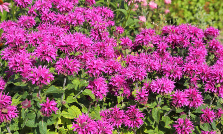 Monarda didyma