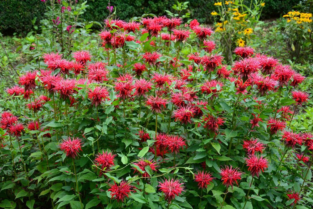 Monarda didyma