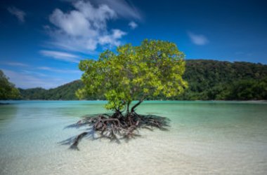 Mangrovie, una grande risorsa per la salvaguardia del pianeta