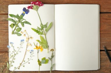 Erbario, l’antico sistema di catalogazione di piante e fiori