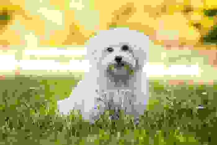 cani a pelo lungo