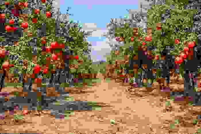 piante mediterranee melograno