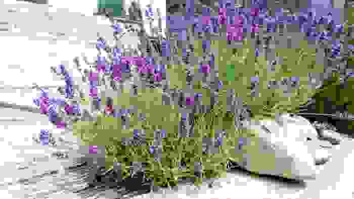 piante mediterranee lavanda