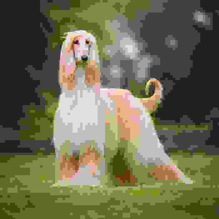 cani a pelo lungo
