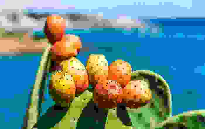 piante mediterranee