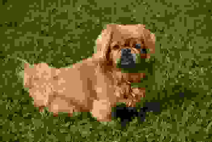 cani a pelo lungo