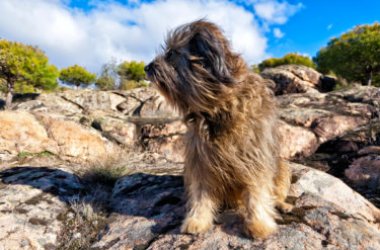 L’affettuoso Pastore catalano, adatto anche come cane da guardia