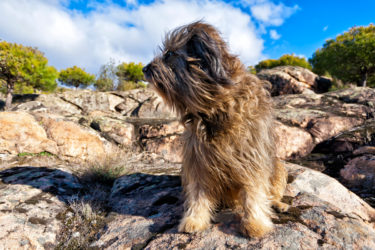L’affettuoso Pastore catalano, adatto anche come cane da guardia