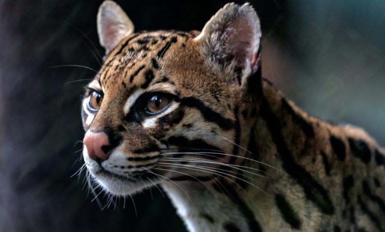 Ocelot
