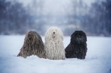 Speciale sui cani a pelo lungo