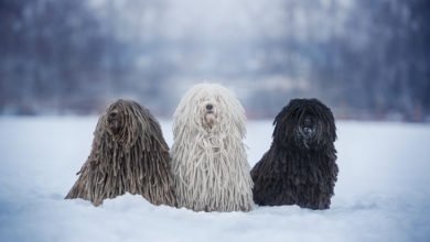cani a pelo lungo