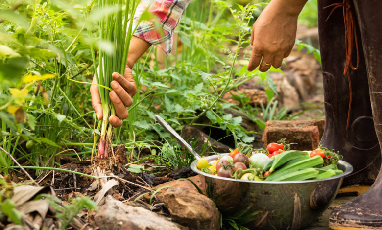 agricoltura naturale