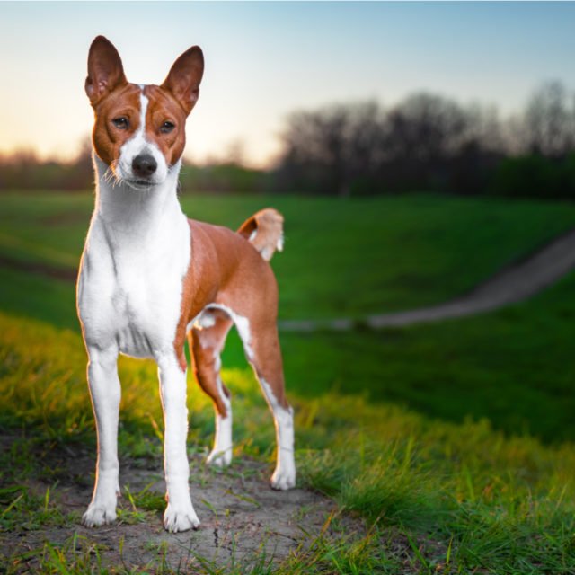 Cani a pelo corto le principali razze di taglia grade, piccola e media Cani a pelo corto le principali razze di taglia grade, piccola e media