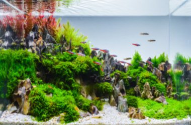 Tutto sull’aquascape, il giardinaggio acquatico