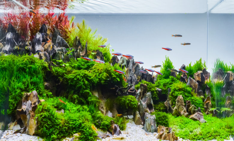 aquascape