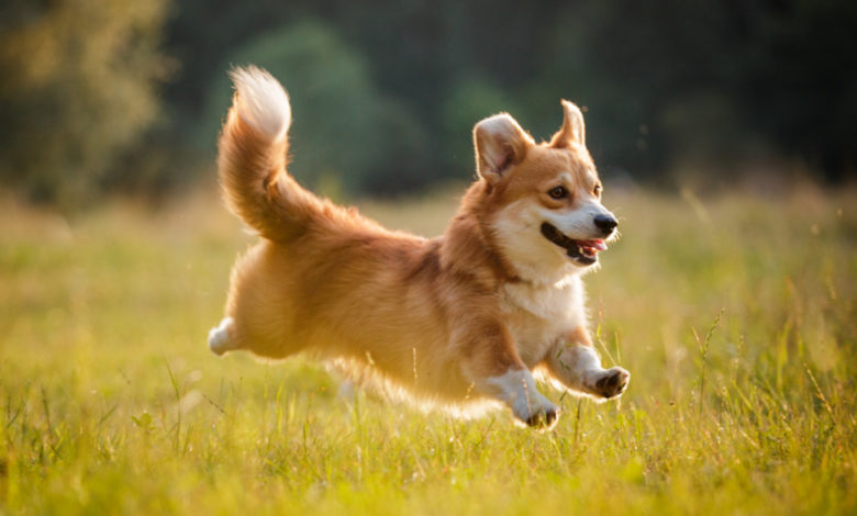 Pembroke Welsh Corgi