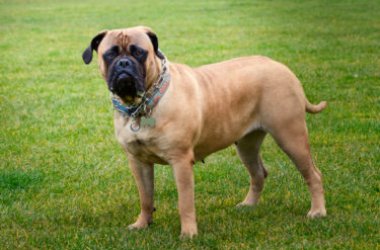 Speciale sui cani a pelo corto