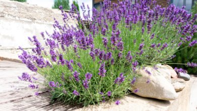 coltivare la lavanda: piante mediterranee lavanda