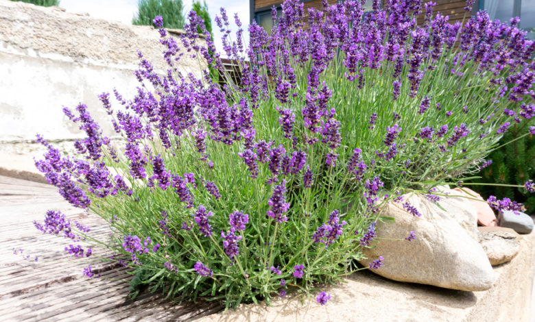 coltivare la lavanda: piante mediterranee lavanda