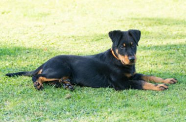 Beauce Shepherd, un chien de garde également utilisé par la Défense civile