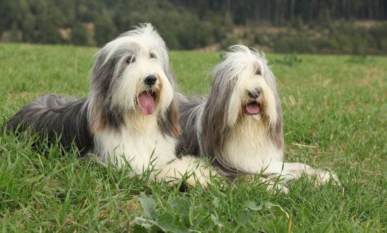 bearded collie