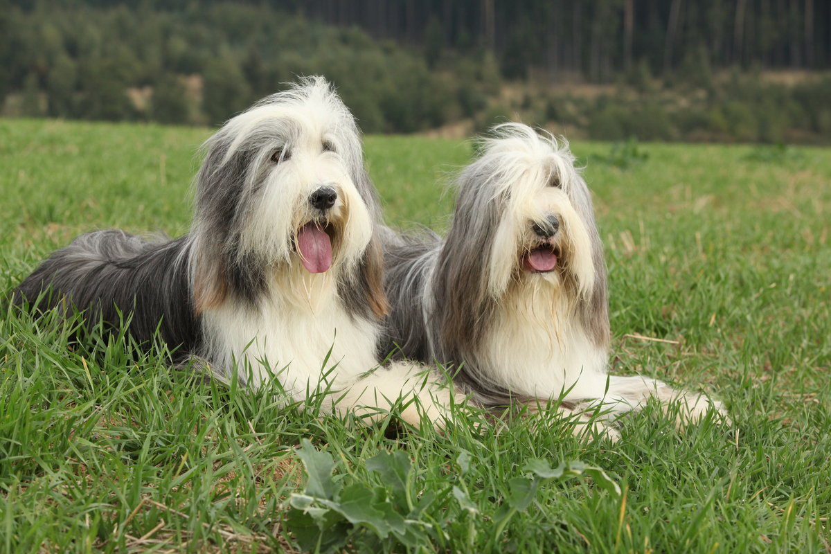 Bearded Collie carattere, cura, allevamento e alimentazione