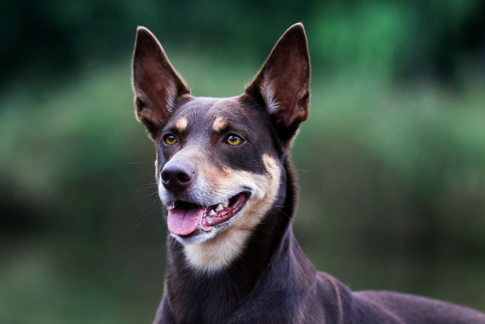 Australian kelpie il cane pastore che arriva dall'Australia