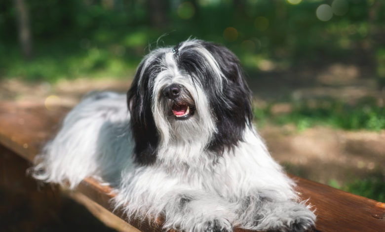 tibetan terrier
