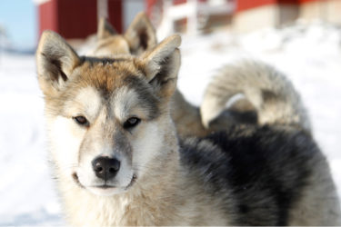 Groenlandese, il bellissimo cane artico che resiste al clima polare