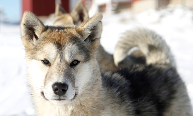 cane groenlandese