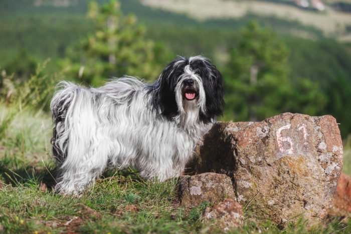 Terrier tibétain