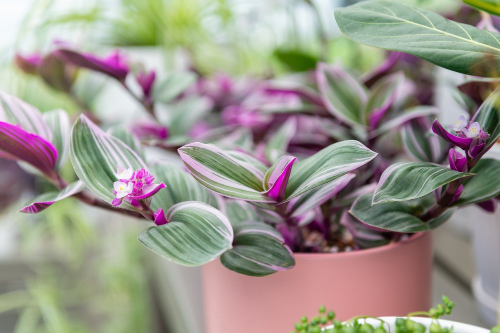 tradescantia nanouk