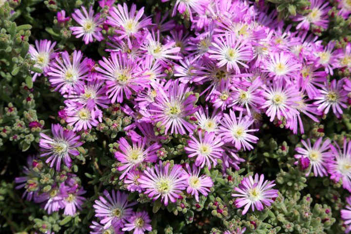 Barba Di Giove: Come Coltivarla