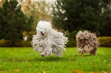 Puli, il cane ungherese dall’aspetto unico al mondo