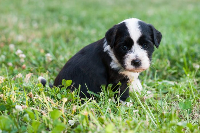 Tibetan Terrier