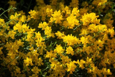 Tutto sulla Ginestra, un arbusto dai fiorellini gialli simili a farfalle