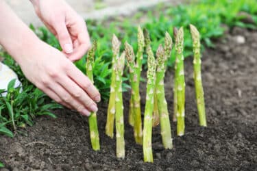 Come coltivare gli asparagi in modo facile: quello che c’è da sapere