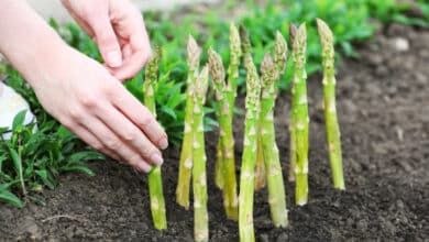 come coltivare asparagi