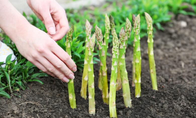 come coltivare asparagi