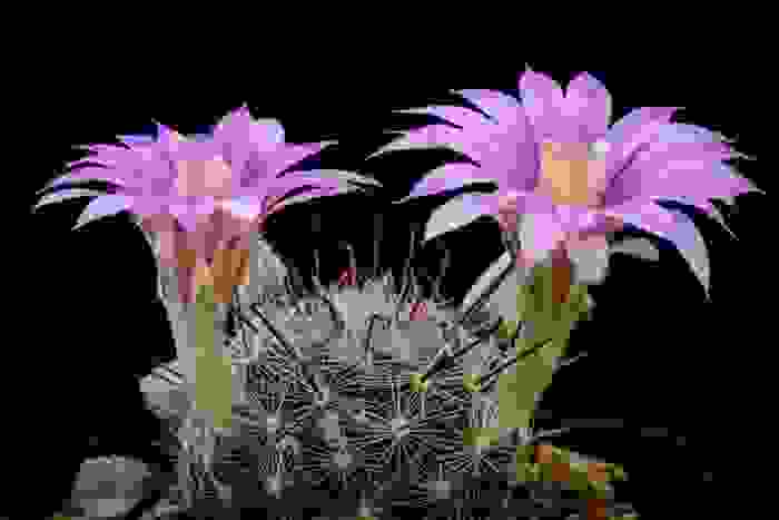 mammillaria