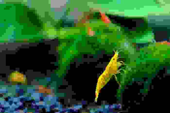 alga marimo
