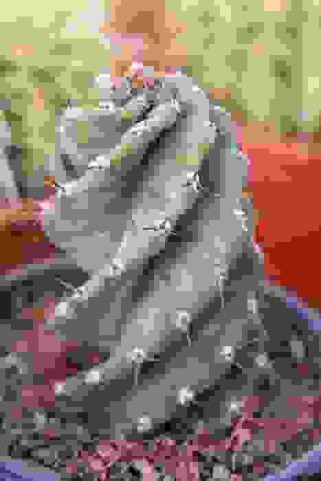 cereus
