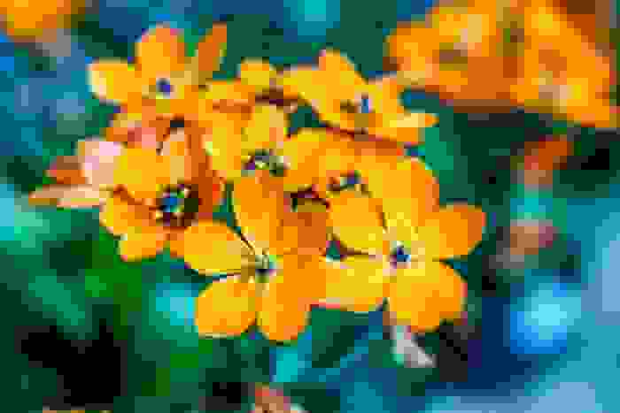 Ornithogalum stella di betlemme