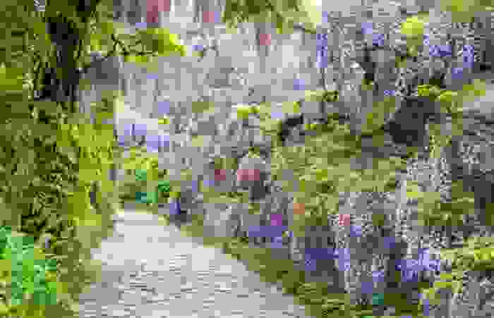 piante sempreverdi