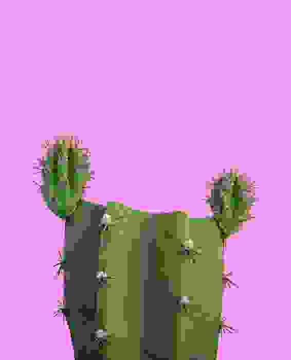 cereus aethiops