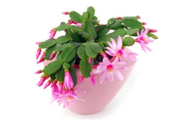Cactus de Pâques : la plante succulente aux magnifiques fleurs rouges