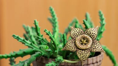 Stapelia variegata