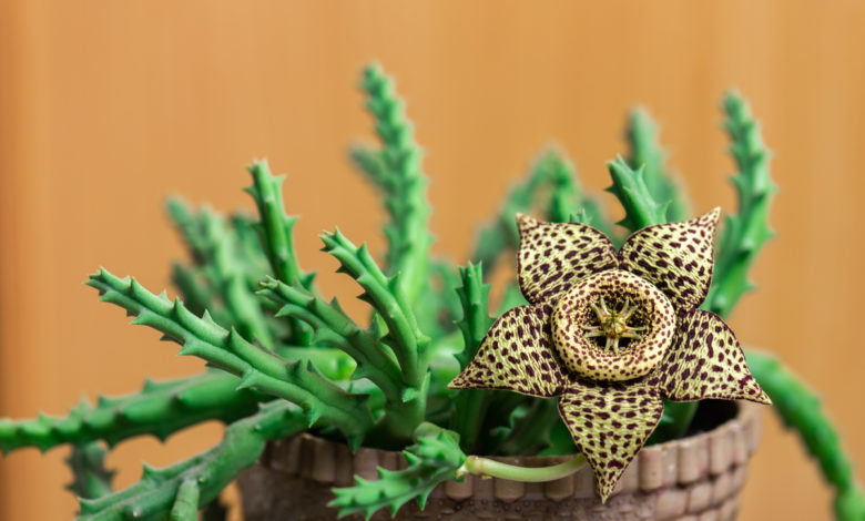Stapelia variegata