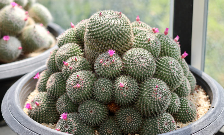 mammillaria