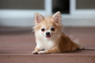 Il cane più piccolo al mondo è un Chihuahua di 10 cm